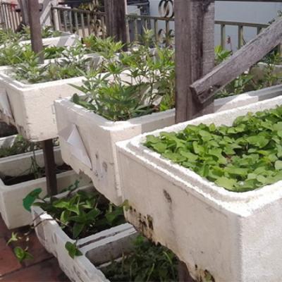 Trồng rau mầm thu 100 triệu đồng/tháng