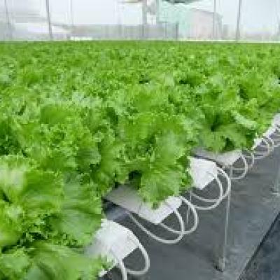 Rau thủy canh 2
