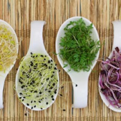 Các trồng rau mầm