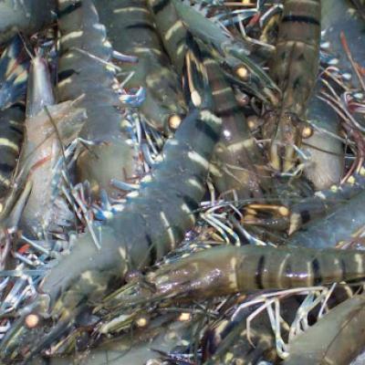 Cung cấp sỉ và lẻ hải sản tươi sống